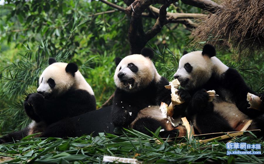 （社会）（1）全球唯一存活大熊猫三胞胎断奶