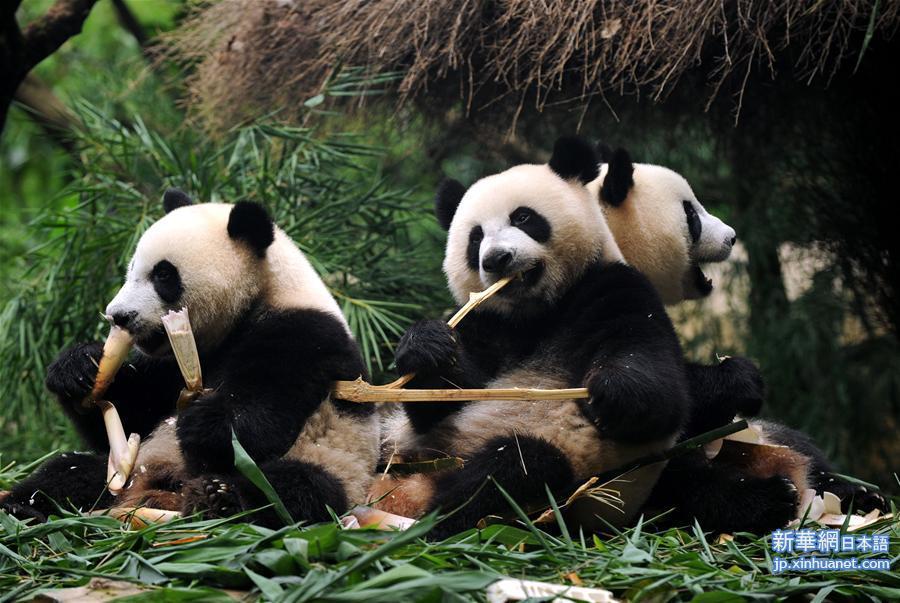 （社会）（2）全球唯一存活大熊猫三胞胎断奶