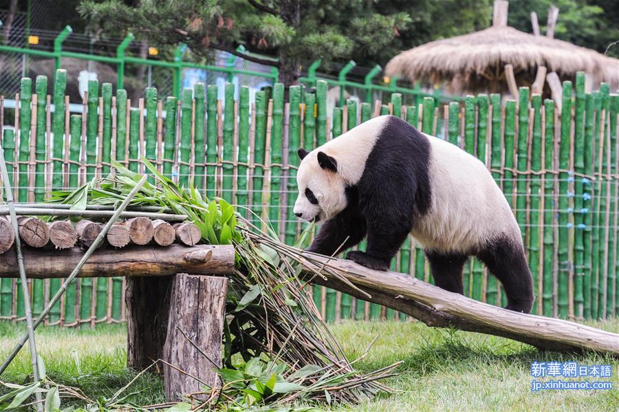 （社会）（2）大熊猫“佑佑”与“思嘉”落户黑龙江