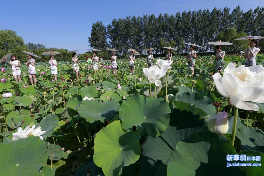 #（晚报）（3）荷花池里秀旗袍