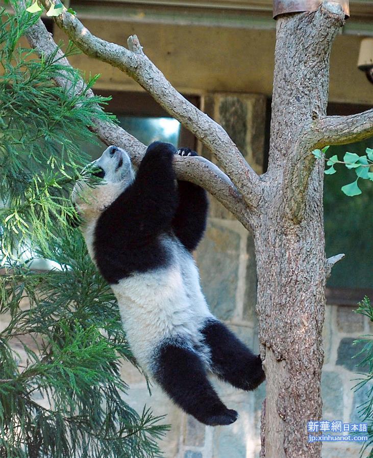 （XHDW）（4）华盛顿国家动物园举行活动庆祝熊猫“贝贝”一岁生日