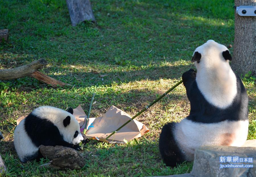 （XHDW）（5）华盛顿国家动物园举行活动庆祝熊猫“贝贝”一岁生日