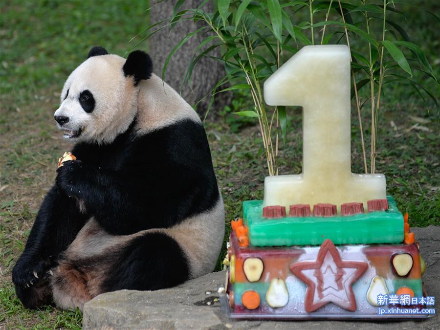 （国际）（1）熊猫贝贝过生日 妈妈美香“代劳”吃蛋糕