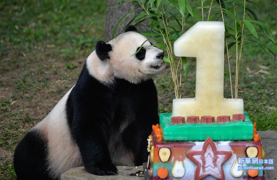 （国际）（2）熊猫贝贝过生日 妈妈美香“代劳”吃蛋糕