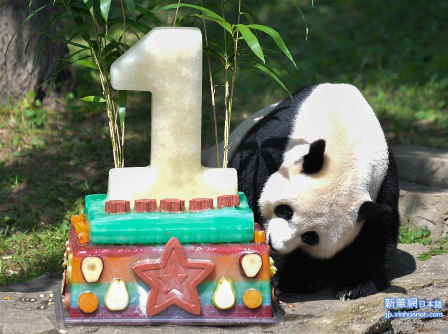 （国际）（3）熊猫贝贝过生日 妈妈美香“代劳”吃蛋糕