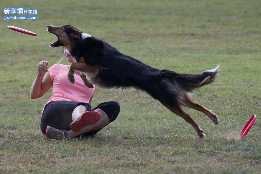 （体育）（3）匈牙利：精彩的狗接飞盘比赛