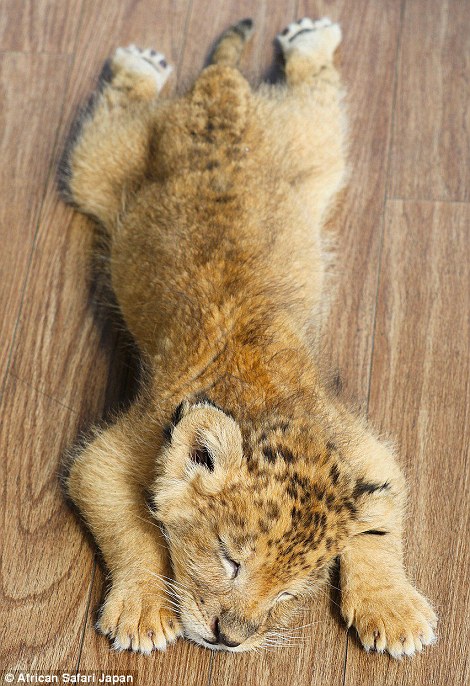 The lion cub falls asleep