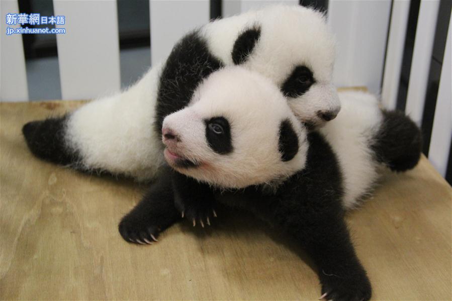 （XHDW）（3）澳门大熊猫双胞胎获名“健健”“康康”