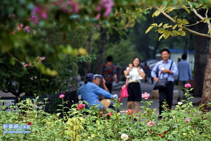 （社会）（3）北京：鲜花装点长安街