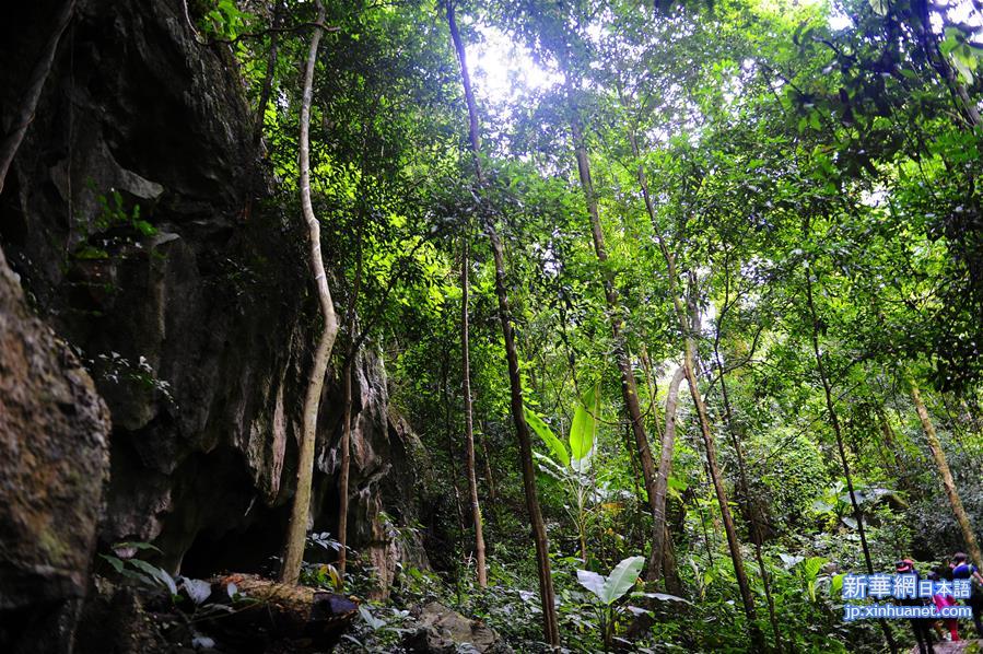 （晚报）（1）热带雨林中的“生态天堂”