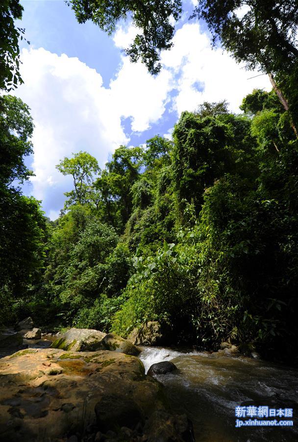 （晚报）（2）热带雨林中的“生态天堂”