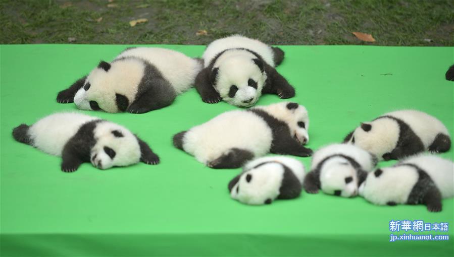 （社会）（4）成都：今年新生大熊猫宝宝集体亮相