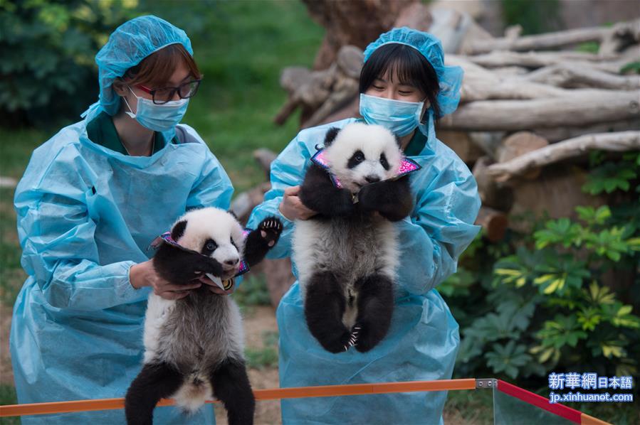 （晚报）（1）澳门大熊猫双胞胎“健健”“康康”过“百天”