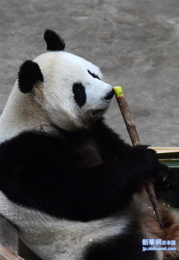 （社会）（3）大熊猫“卖萌”度国庆