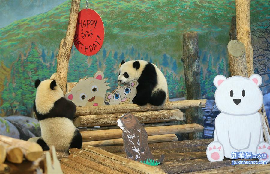 （国际）（1）加拿大出生的龙凤胎熊猫宝宝欢庆周岁