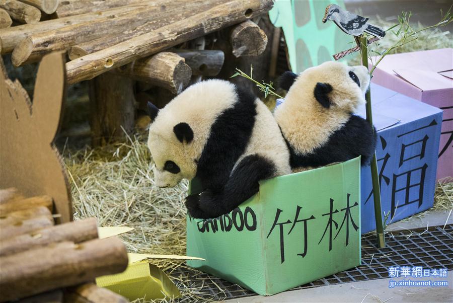 （国际）（2）加拿大出生的龙凤胎熊猫宝宝欢庆周岁