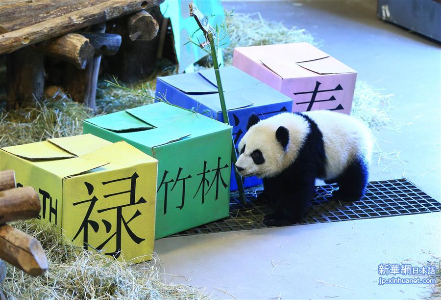 （国际）（3）加拿大出生的龙凤胎熊猫宝宝欢庆周岁