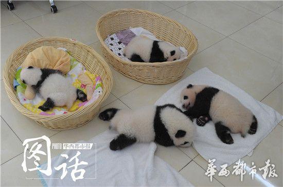 4只熊猫宝宝亮相