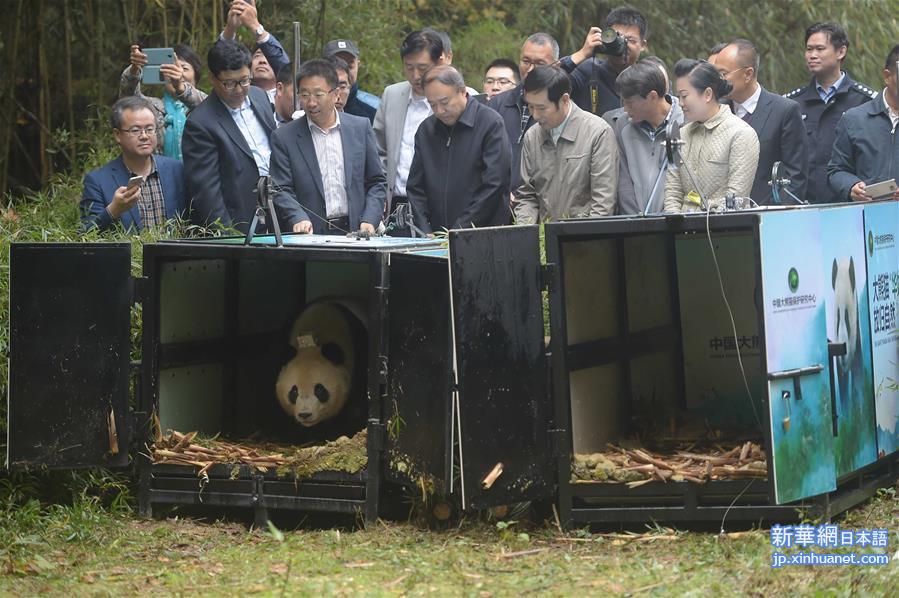 （生态）（1）中国首次同时放归两只雌性大熊猫
