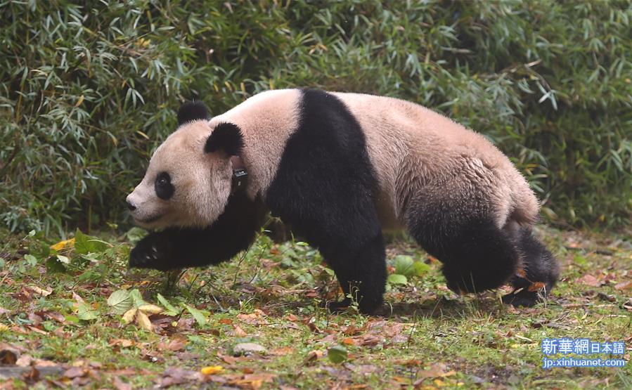 （生态）（3）中国首次同时放归两只雌性大熊猫
