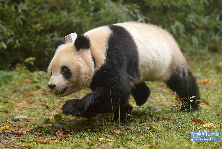 （生态）（2）中国首次同时放归两只雌性大熊猫
