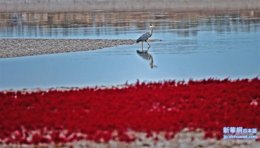 （美丽中国）（1）红海滩鸟趣