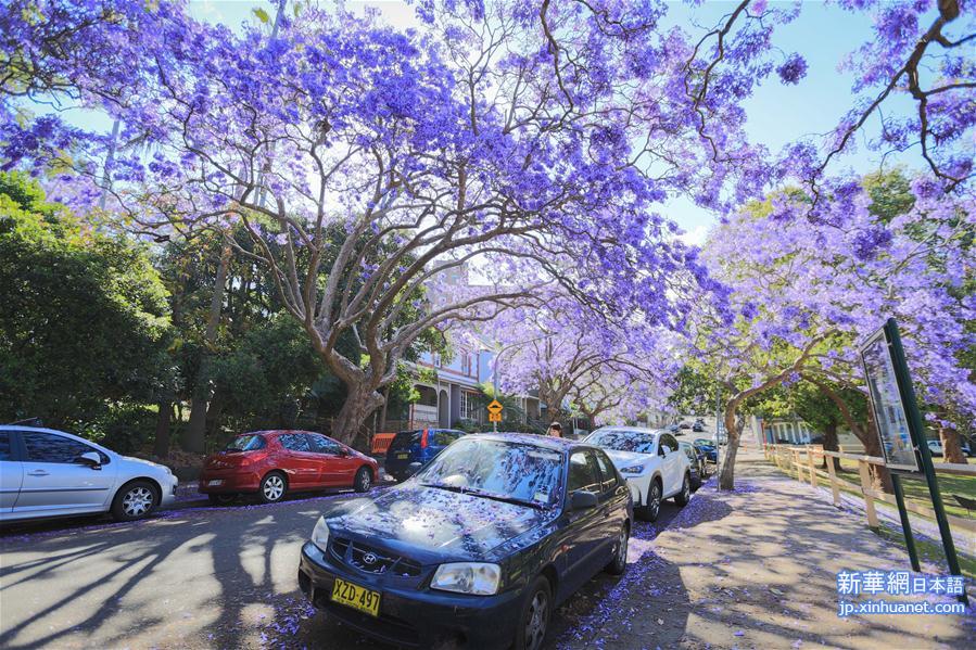 （国际）（1）悉尼蓝花楹盛开季