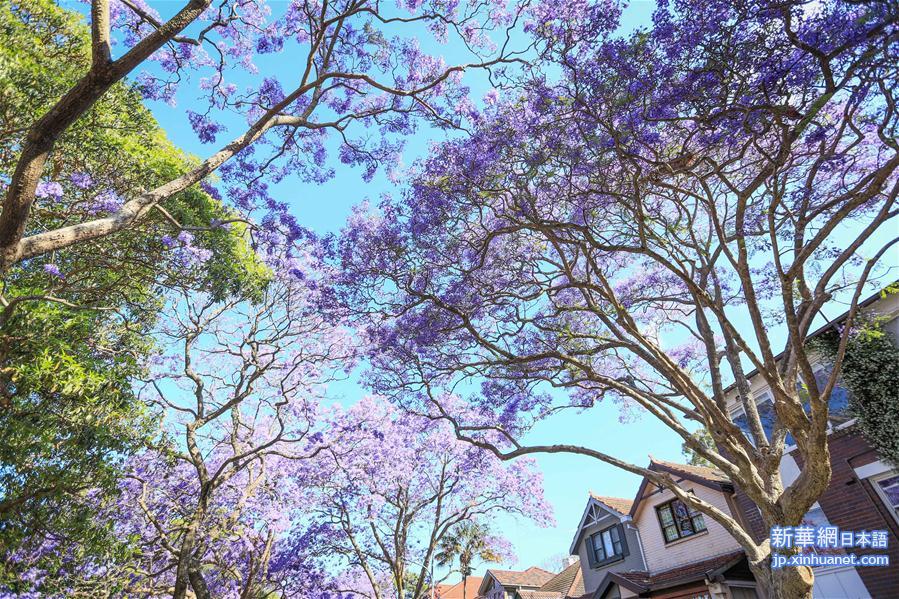 （国际）（4）悉尼蓝花楹盛开季