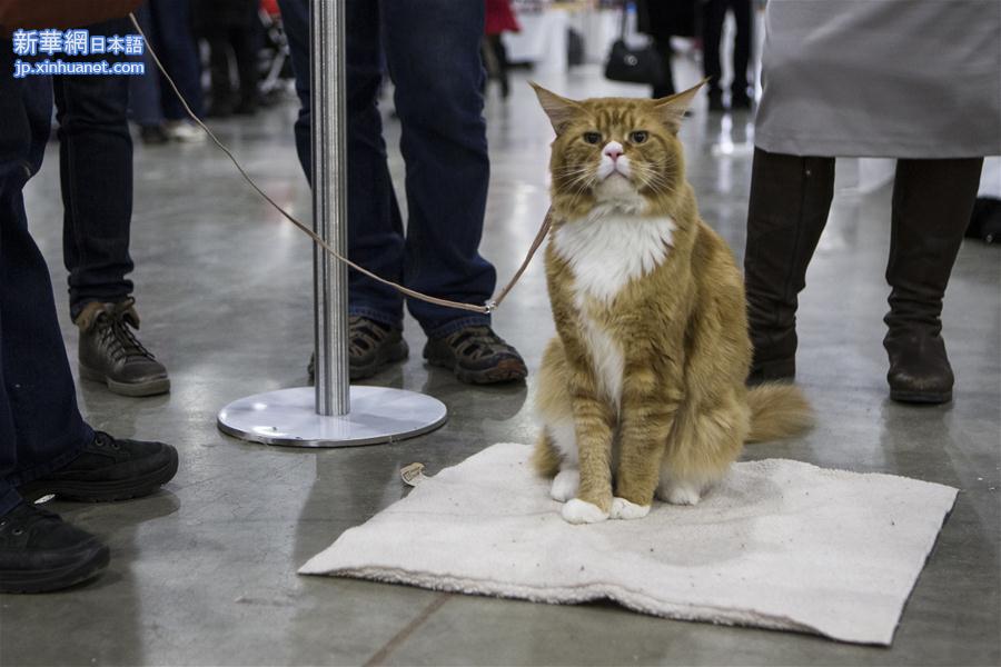 （外代二线）莫斯科猫展