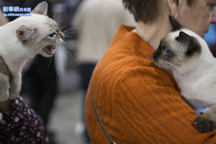 （外代二线）莫斯科猫展