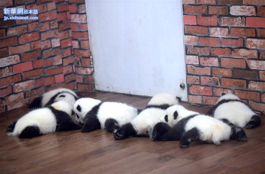 （社会）（3）走进成都“熊猫幼儿园”