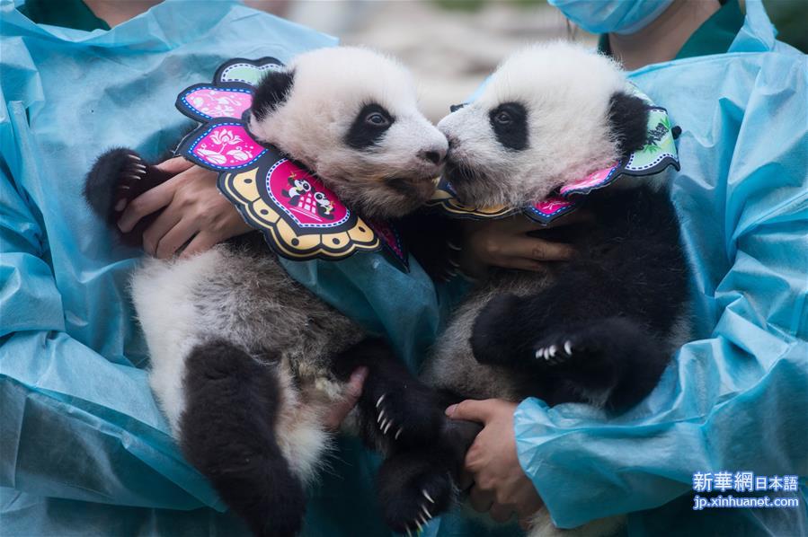 （晚报）（2）澳门大熊猫双胞胎“健健”“康康”过“百天”