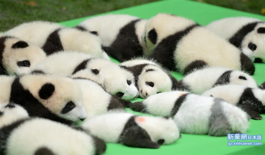 （社会）（3）成都：今年新生大熊猫宝宝集体亮相