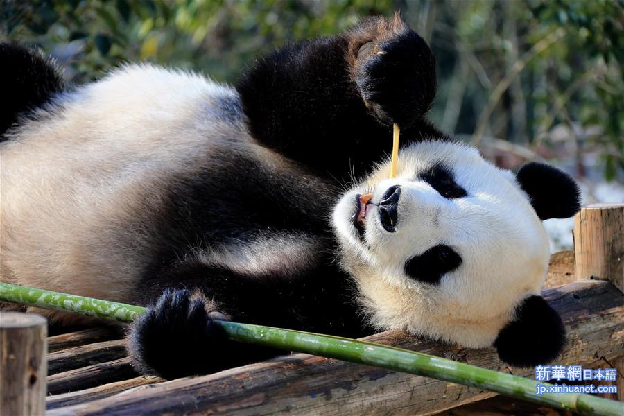 #（社会）（1）安徽黄山：大熊猫乐享冬日阳光