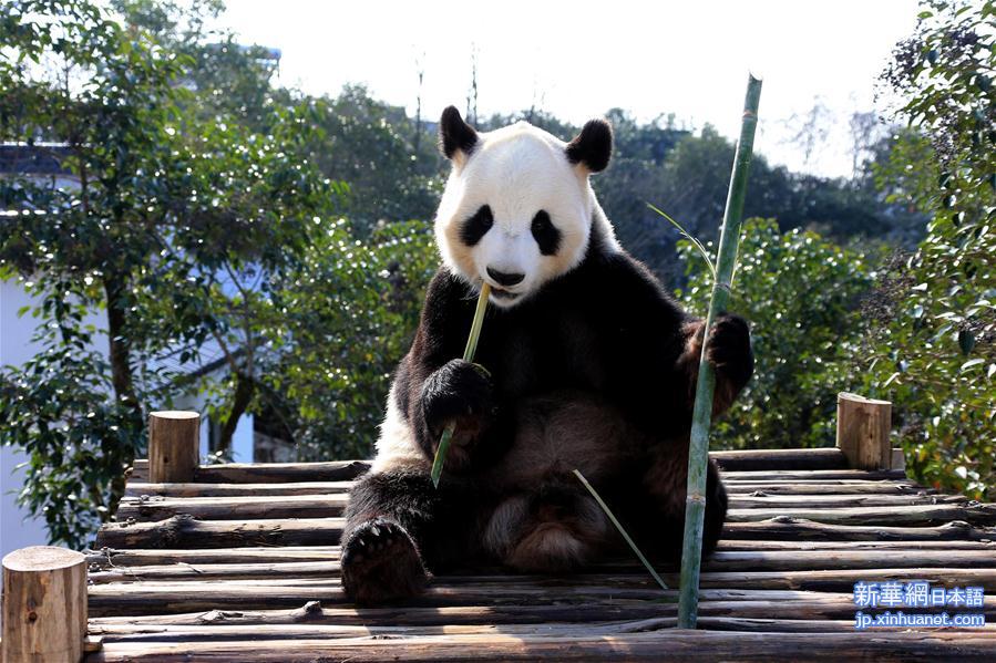 #（社会）（2）安徽黄山：大熊猫乐享冬日阳光