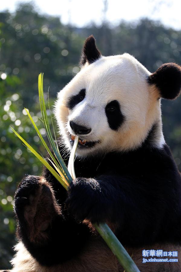 #（社会）（3）安徽黄山：大熊猫乐享冬日阳光