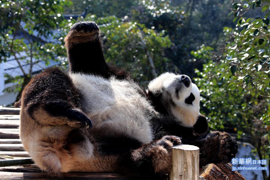 #（社会）（5）安徽黄山：大熊猫乐享冬日阳光