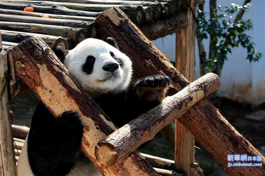 #（社会）（6）安徽黄山：大熊猫乐享冬日阳光