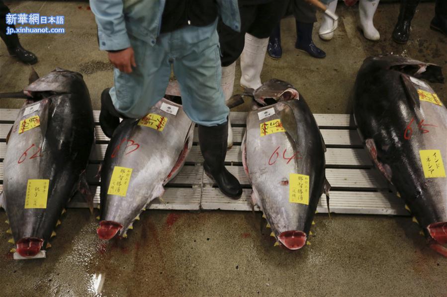 [12]（外代二线）金枪鱼新年首拍卖