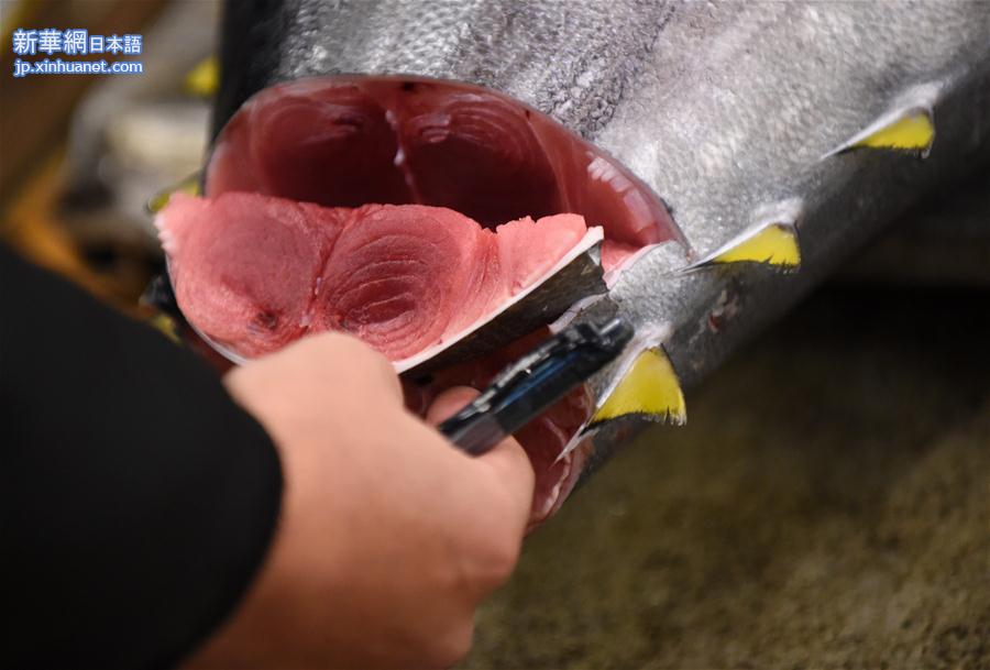 [25]（外代二线）金枪鱼新年首拍卖