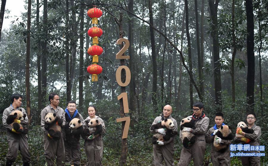 （社会）（1）大熊猫宝宝迎新年