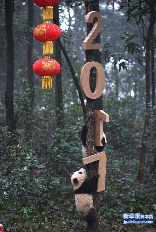 （社会）（2）大熊猫宝宝迎新年