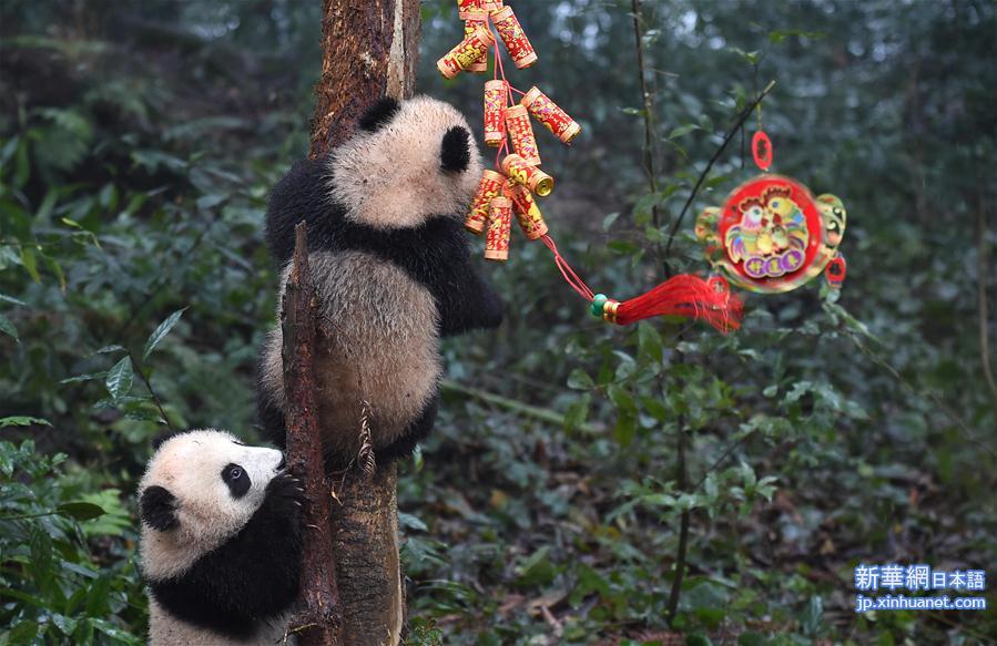 （社会）（4）大熊猫宝宝迎新年