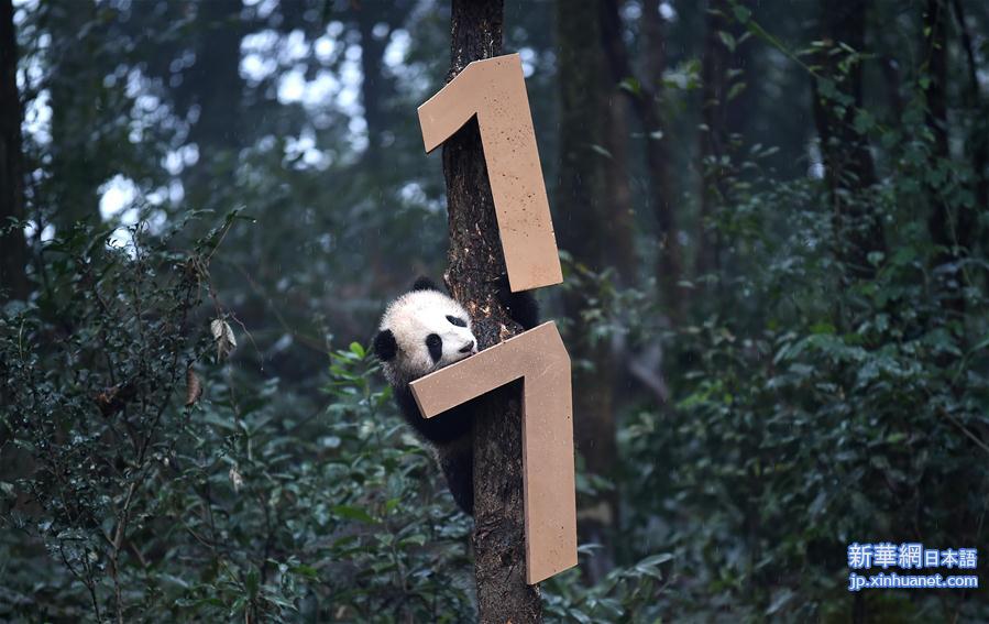 （社会）（13）大熊猫宝宝迎新年