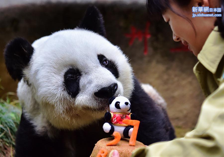（社会）（1）寿星大熊猫“巴斯”：我37岁啦