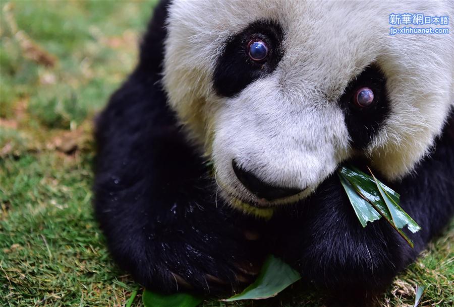 （社会）（2）寿星大熊猫“巴斯”：我37岁啦