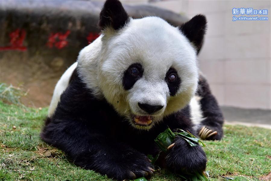 （社会）（3）寿星大熊猫“巴斯”：我37岁啦