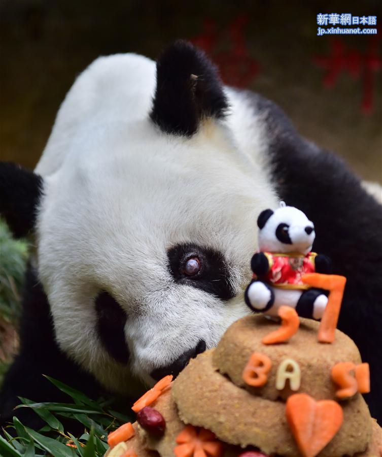 （社会）（4）寿星大熊猫“巴斯”：我37岁啦