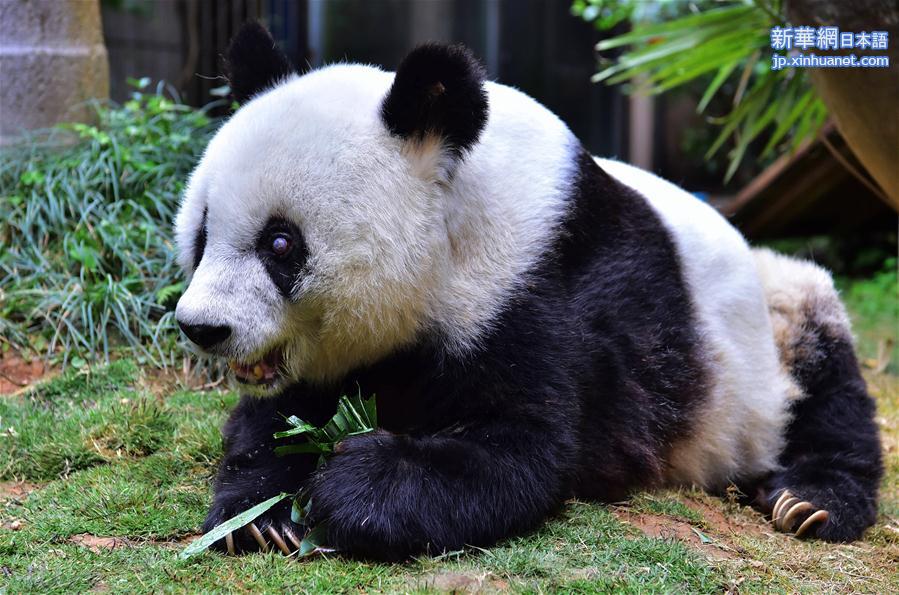 （社会）（5）寿星大熊猫“巴斯”：我37岁啦