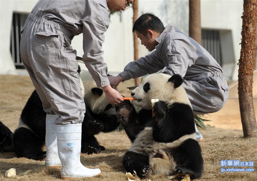 （社会）（1）大熊猫的“团圆饭”